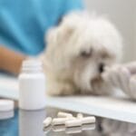 Veterinary Compounding in Etobicoke Toronto